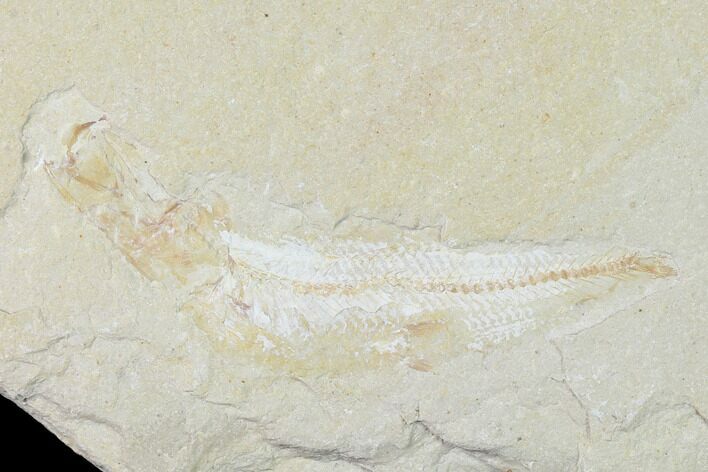 2.4" Cretaceous Fossil Fish (Gaudryella) - Lebanon